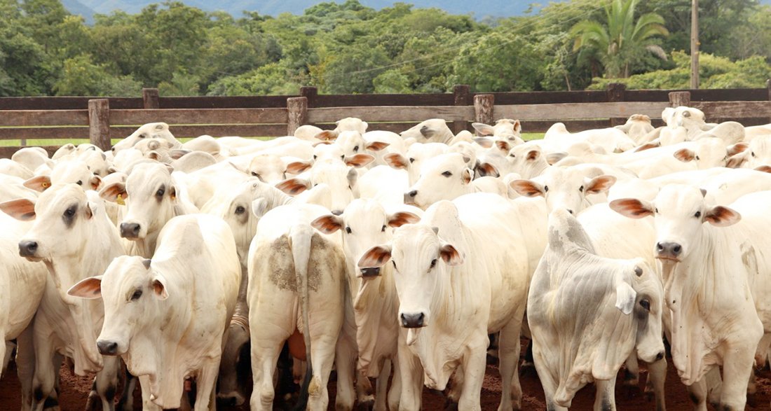Preço do boi gordo à vista em Mato Grosso tem alta de 1,9%