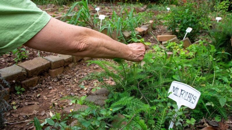 Fiocruz propõe revisão da política de plantas medicinais