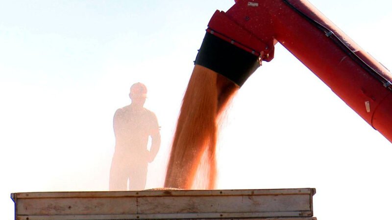 Produtor tem que vender milho em Mato Grosso a R$ 40 para cobrir custo e cotação atual está abaixo, aponta IMEA