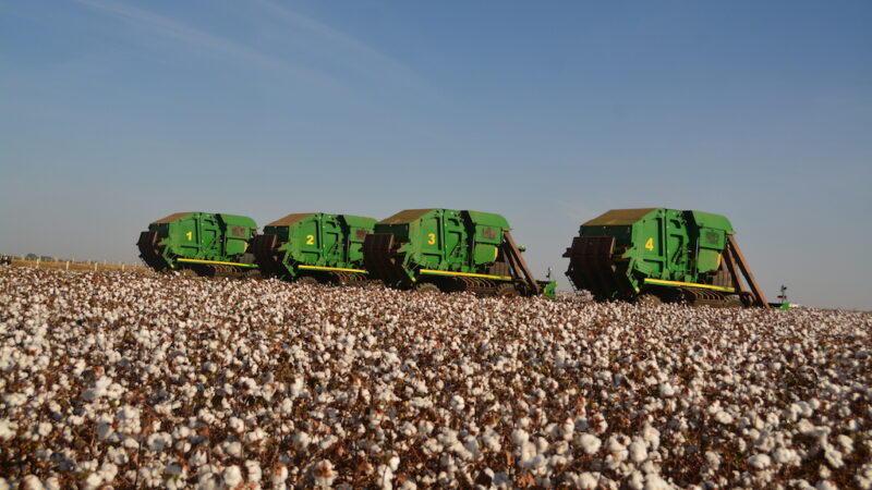 Colheita de algodão avança em Mato Grosso; cotação aumenta
