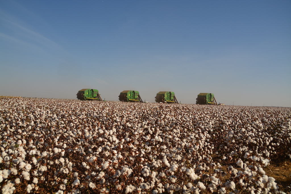 Colheita de algodão em Mato Grosso segue atrasada e chega a 60% da área