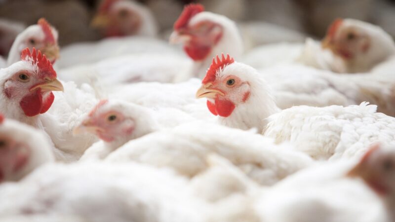 Mato Grosso declara emergência zoossanitária por conta da gripe aviária mas não tem casos