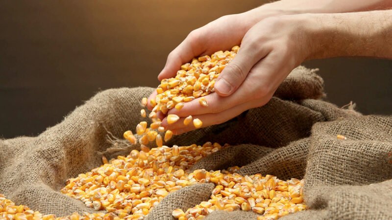 Preço médio do milho disponível em Mato Grosso sobe