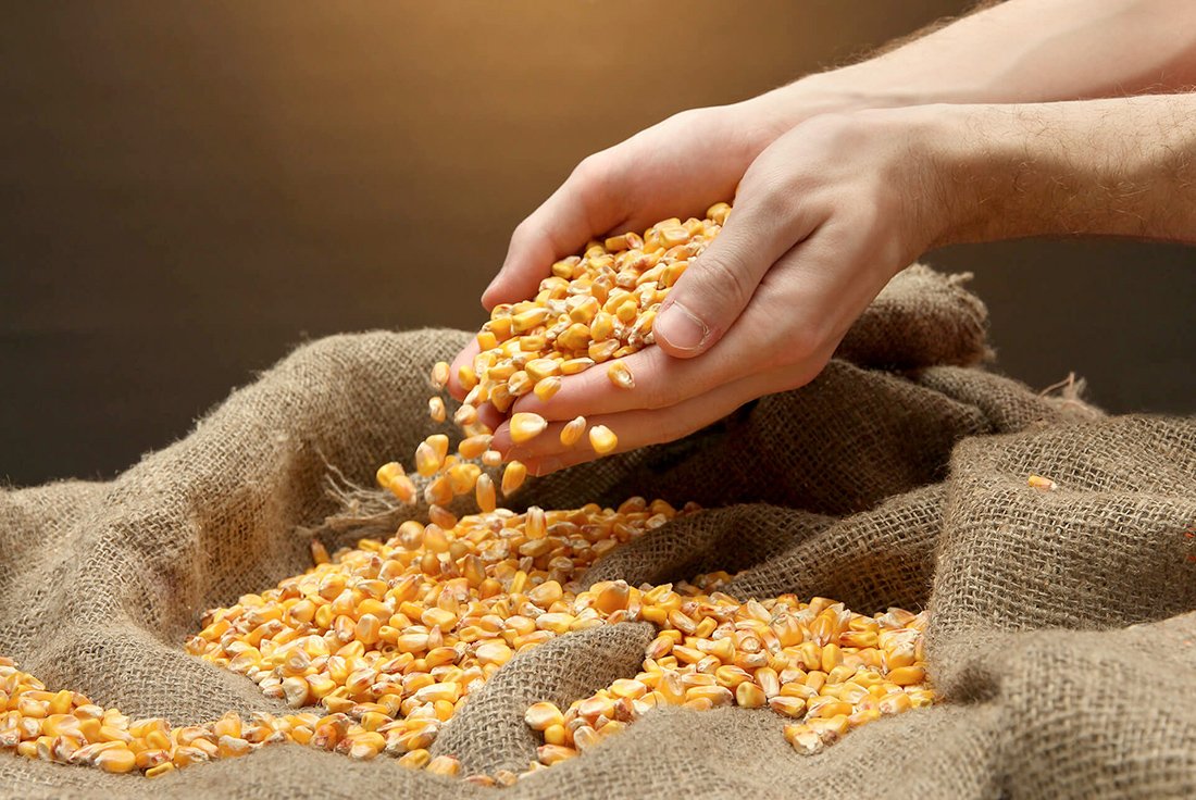 Preço médio do milho disponível em Mato Grosso sobe