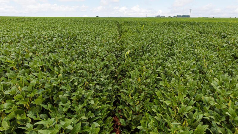 Projeção da próxima safra de soja em MT segue em 12 milhões hectares com ‘incertezas em investimentos’