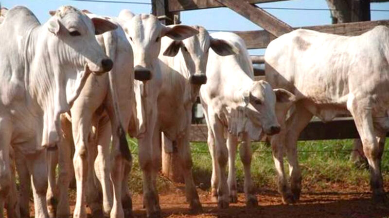 Ágio entre arroba do bezerro e do boi gordo em Mato Grosso é de 33%, indica instituto