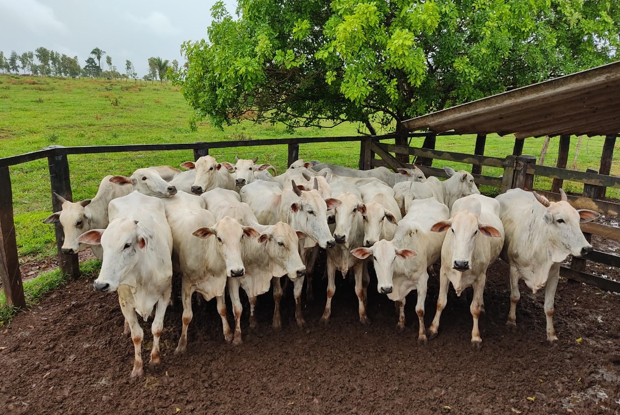 Preços do boi magro e vaca parida caem em Mato Grosso