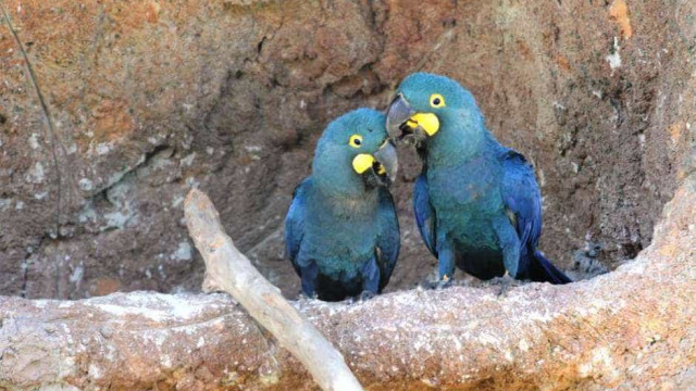 Animais em perigo de extinção serão repatriados; veja espécies traficadas