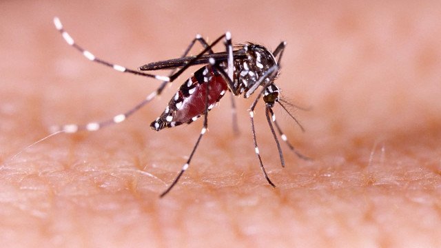 Notificações de zika vírus aumentam no país em relação a 2022
