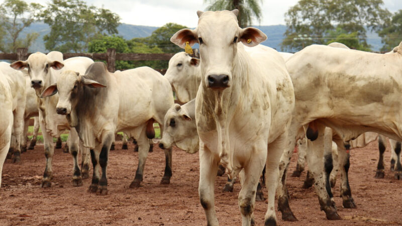 Cotação do boi gordo, vaca e bezerro em Mato Grosso tem nova queda