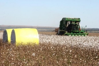 Venda de algodão em Mato Grosso está ‘atrasada’e produtores esperam preço melhorar
