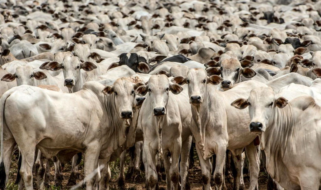 Rebanho bovino de Mato Grosso cresce e tem novo recorde; Cáceres é líder