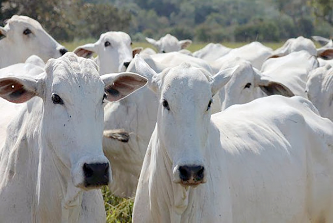 Cotação do boi gordo em Mato Grosso cai 4,8%