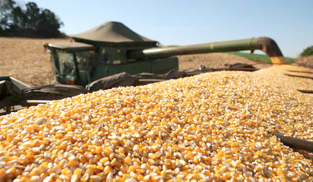 Produção final da próxima safra de milho em Mato Grosso deve ser 13% menos, aponta IMEA