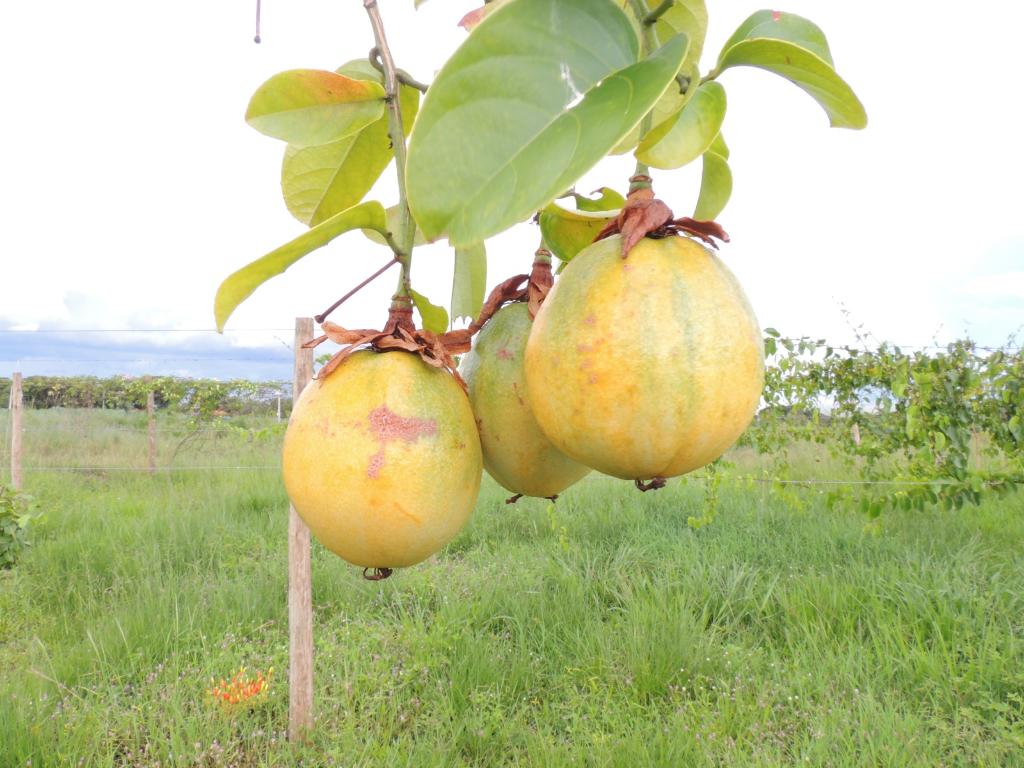 Fundação desenvolve pesquisa para aumento da produção do maracujá em MT