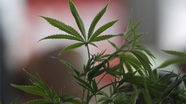Uso medicinal da maconha tem apoio de lulistas e bolsonaristas, segundo Datafolha