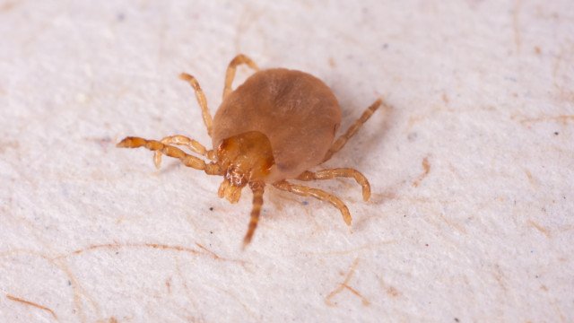 Febre maculosa: caso suspeito é investigado no Distrito Federal