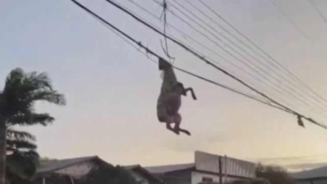 Ovelha fica pendurada em fiação após ciclone em cidade do RS