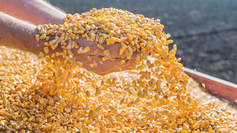 Venda de milho em Mato Grosso chega a 71% da safra; queda média e preço é de 2,4%