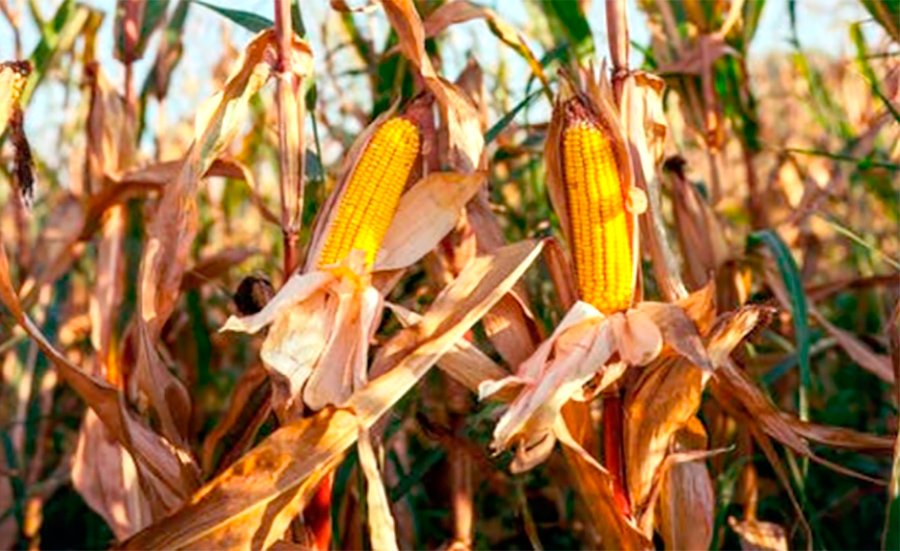 Área total de milho em Mato Grosso diminui 4,8% aponta Conab