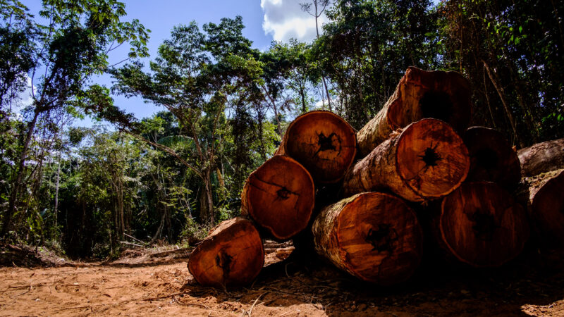 Novo Mundo: Área de desmatamento é localizada pela SEMA com apoio da Polícia Militar