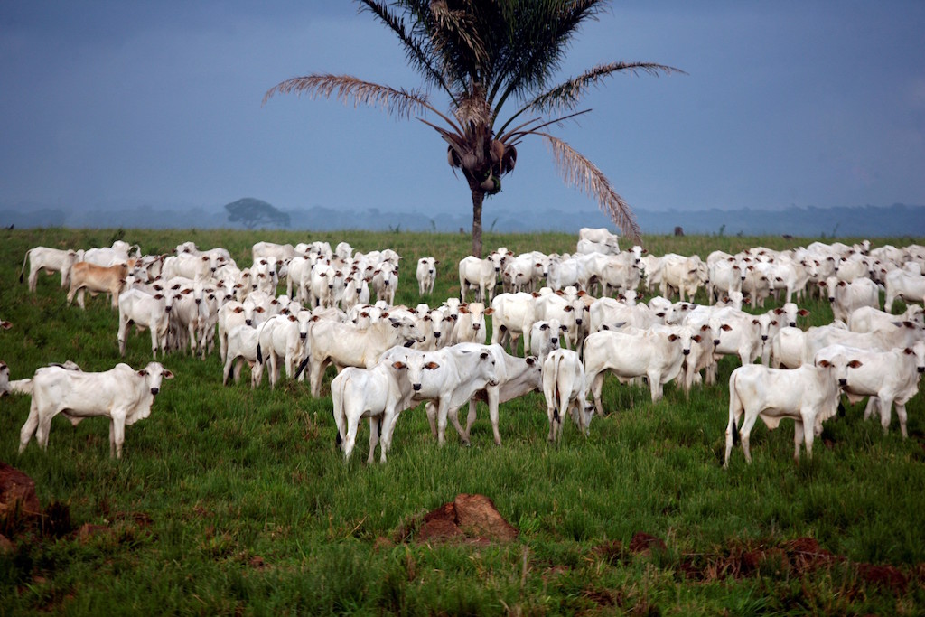 Produtores de Mato Grosso devem informar rebanho ao Indea a partir de quarta-feira