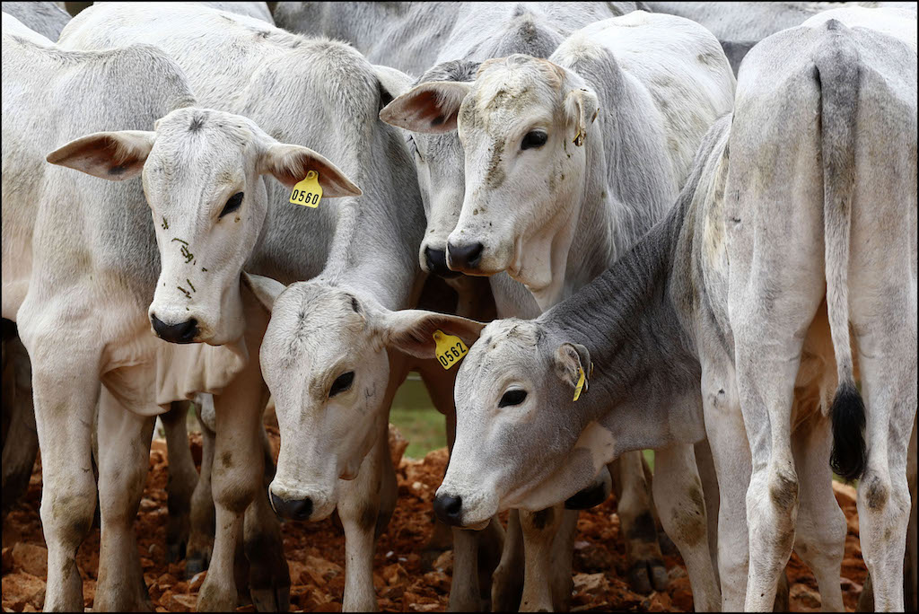 Indea diz que apenas 42% dos produtores atualizaram rebanho em Mato Grosso; campanha segue até 4ª
