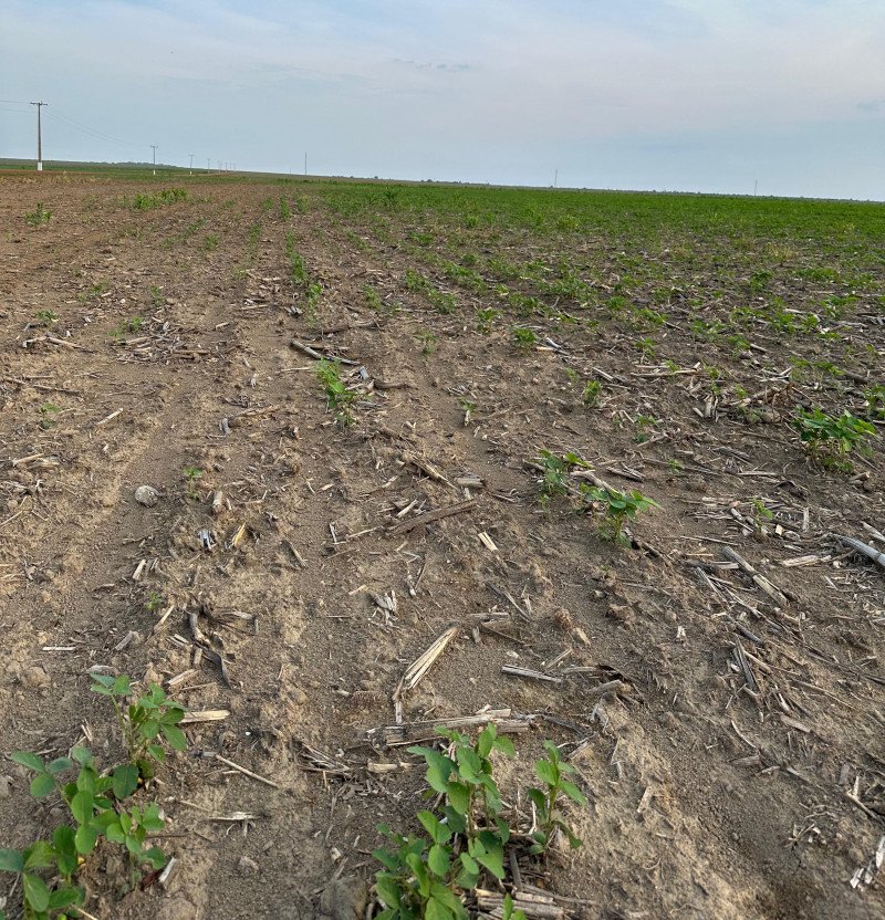 Clima extremo causa prejuízos e preocupa  produtor em Mato Grosso, diz presidente da Aprosoja