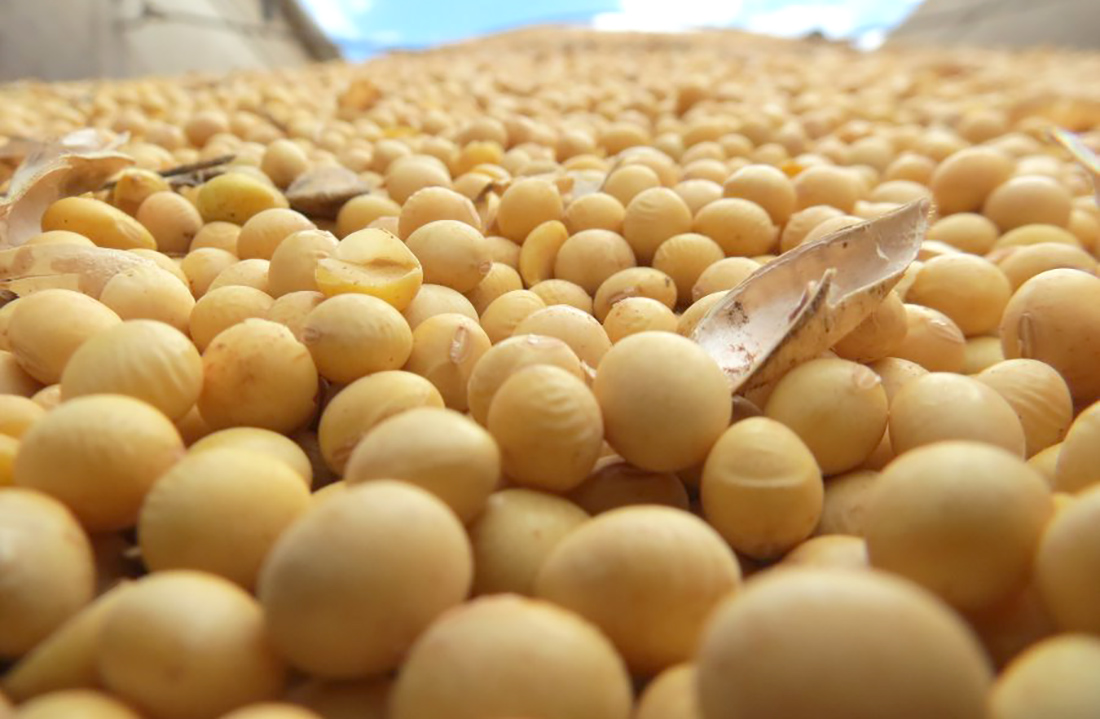 Cotação da soja aumenta em Mato Grosso