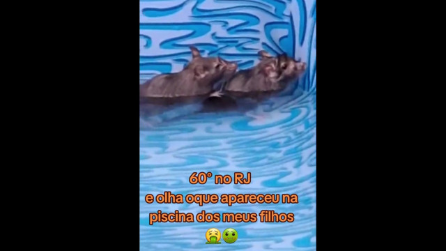 Onda de calor no RJ faz ratos se refrescarem em piscina