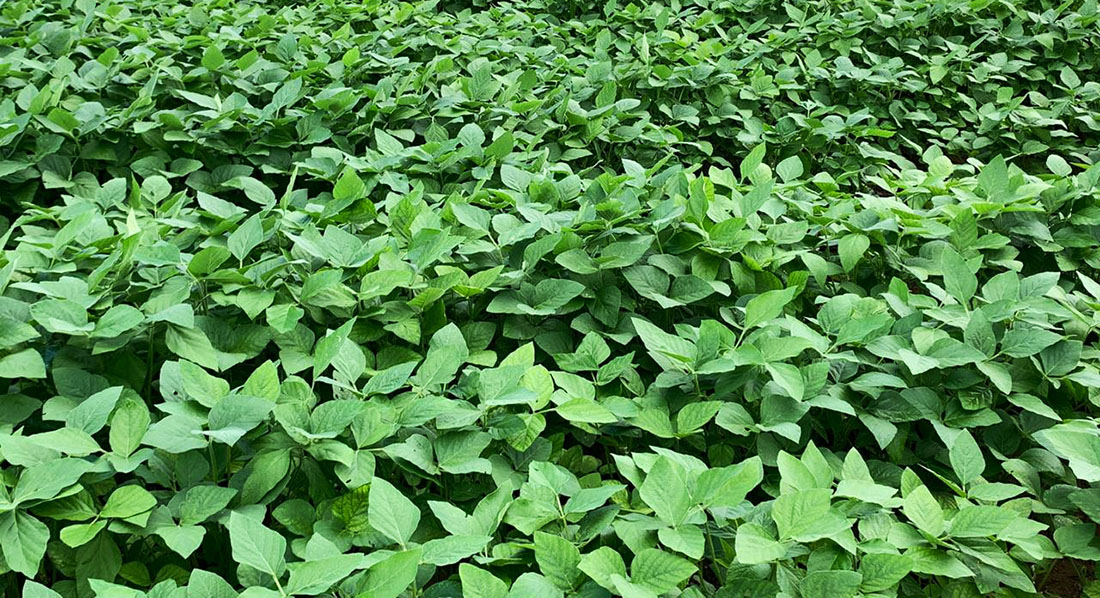 Clima quente causa leve queda na área plantada de soja em MT que deve ser de 42 milhões toneladas