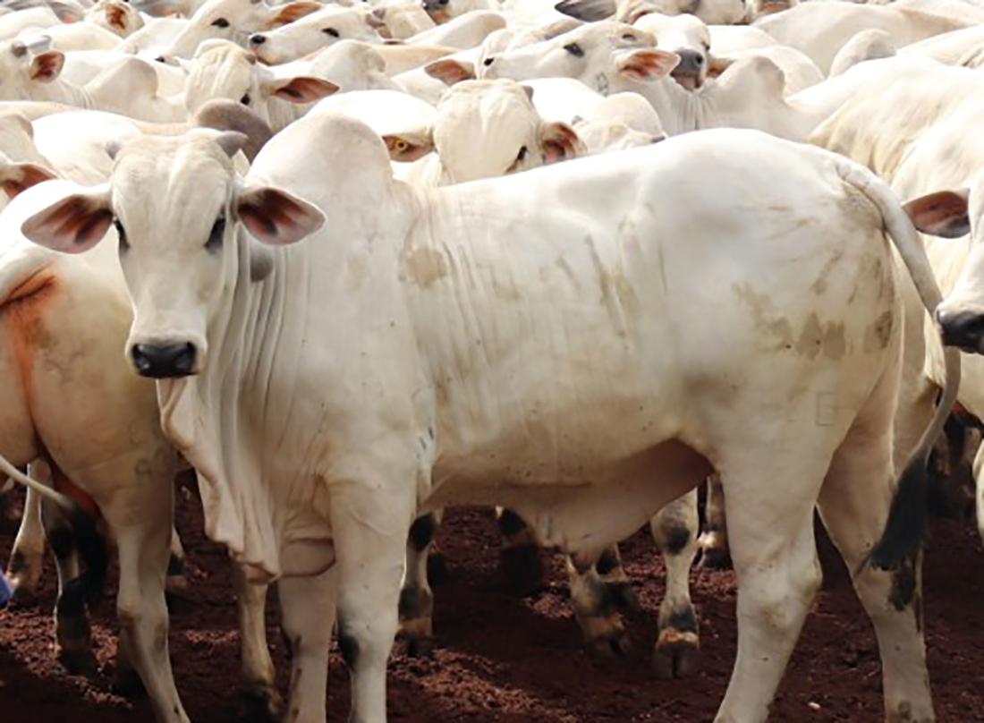 Transição do ciclo pecuário em Mato Grosso pode lateralizar o preço do boi gordo