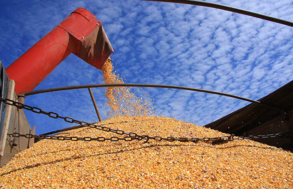 Milho disponível em Mato Grosso sobe 1,2%