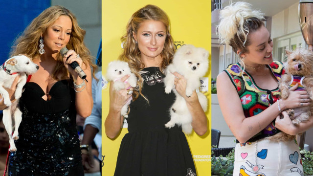 Famosos que tem uma penca de animais de estimação – inclusive exóticos!