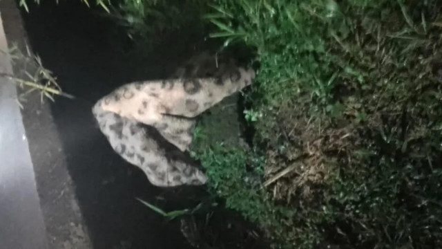 Bombeiros são chamados para resgatar onça… que era, afinal, um cobertor