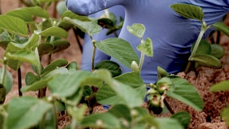 Prazo de plantio da soja é ampliado em Mato Grosso