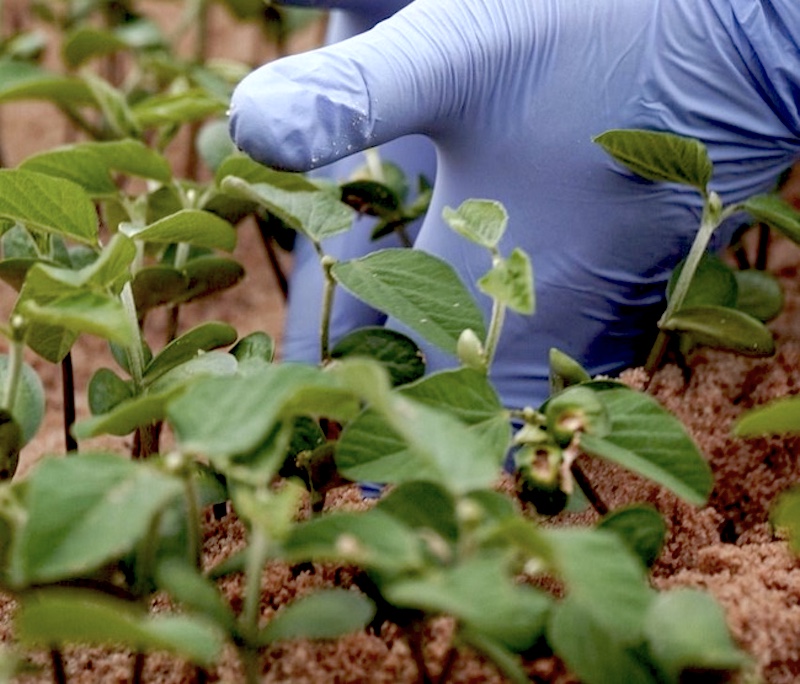 Prazo de plantio da soja é ampliado em Mato Grosso