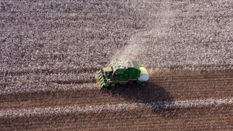 Preço do caroço de algodão em Mato Grosso aumenta 1,5%