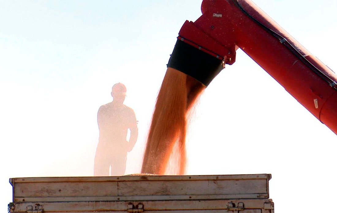 Custo do milho em Mato Grosso tem leve queda e produtor precisa de 121 sacas/hectare para cobrir despesas