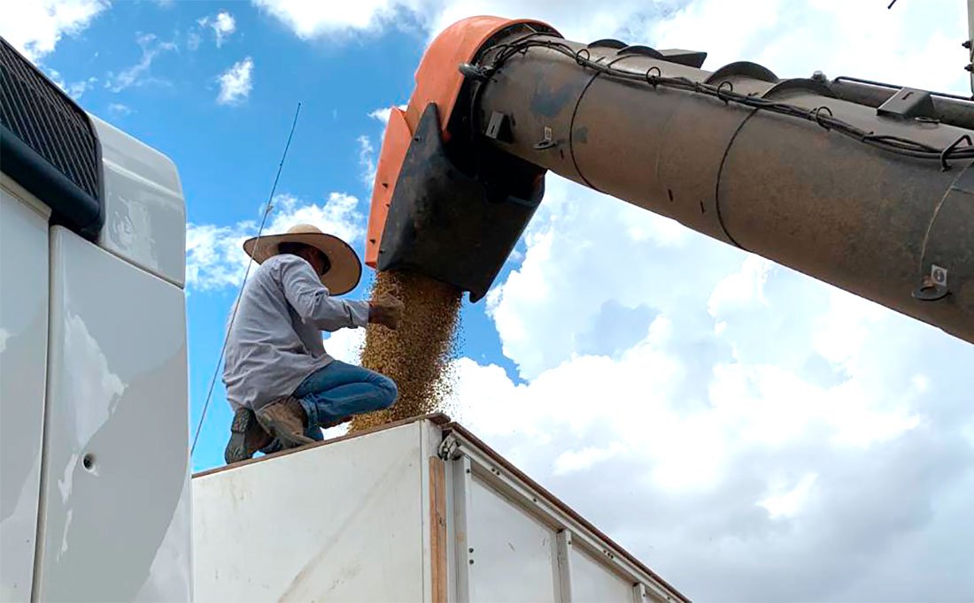 Nova projeção indica queda de 7% na produtividade de soja que é colhida em Mato Grosso