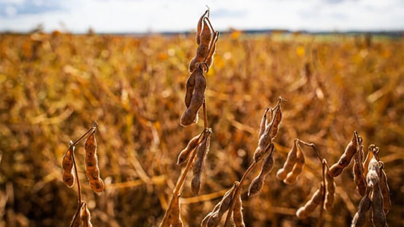 Começa colheita da soja em Mato Grosso com parcial de 39 sacas/hectare