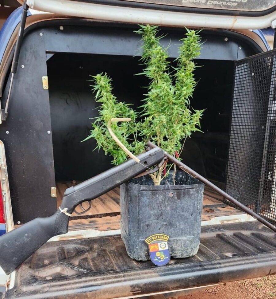 Arma de fogo e pés de maconha são apreendidos no distrito União do Norte