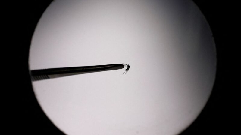 Distrito Federal registra aumento de 646% nos casos de dengue em 2024