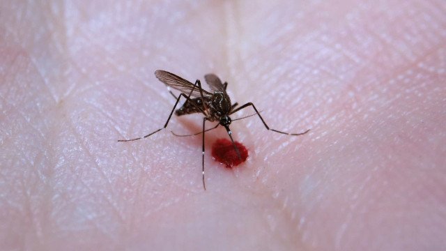 Dengue: Brasil tem 12 mortes e mais de 120 mil casos prováveis