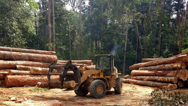 Desmatamento cai pela metade na Amazônia em 2023