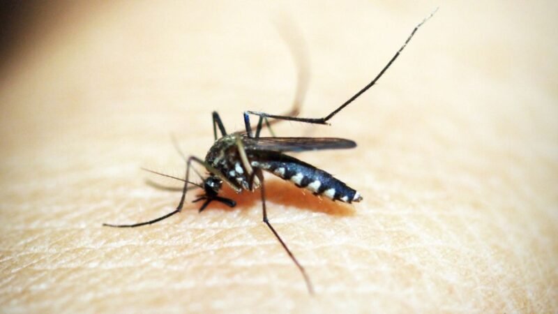 Saiba os locais onde haverá vacinação contra dengue no DF