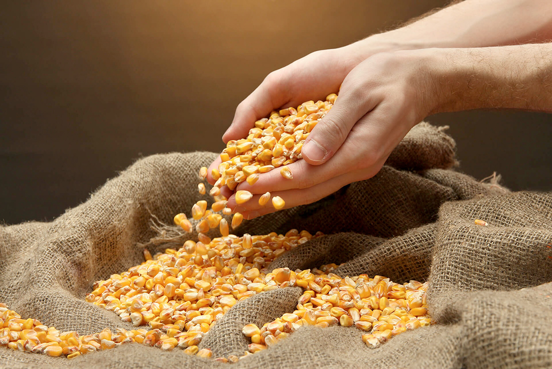 Preço do milho disponível em Mato Grosso diminui 1,1%