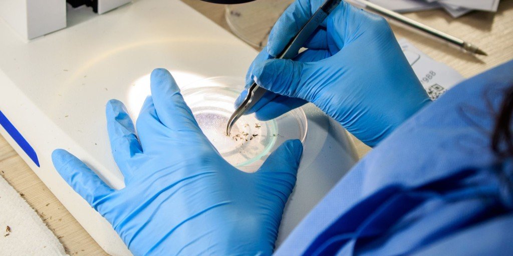 Saúde oferece curso grátis sobre arboviroses