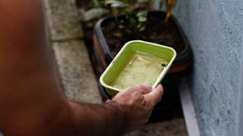 Professores de SP apontam importância de combate à dengue nas escolas