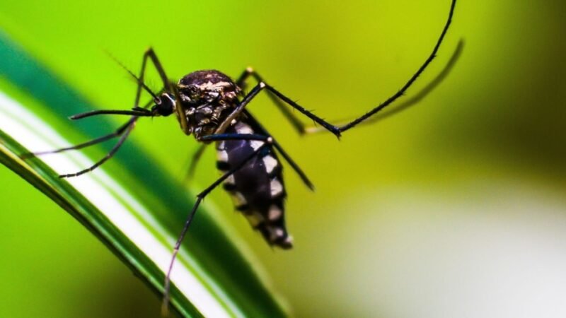 Saiba como funcionam os polos para pacientes com dengue no Rio